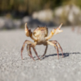 Emo Pictures - Crab